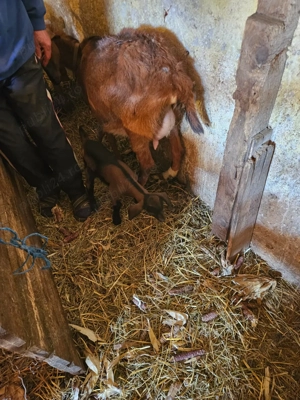 Vand o capra alpina la prima fatare cu o ieduta de 2 săptămâni...vând 2 capre cu 6 iezi - imagine 3