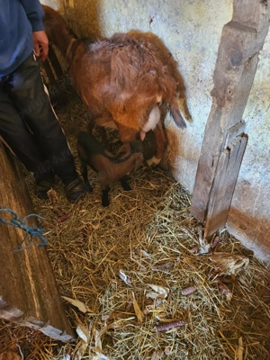 Vand o capra alpina la prima fatare cu o ieduta de 2 săptămâni...vând 2 capre cu 6 iezi
