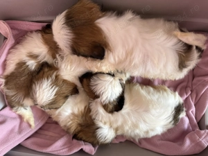 Cățeluși Shih Tzu  - imagine 2