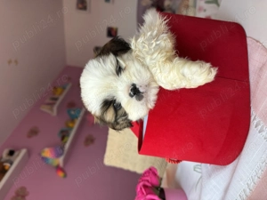 Cățeluși Shih Tzu  - imagine 4