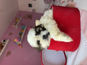 Cățeluși Shih Tzu  - imagine 5