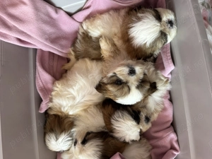 Cățeluși Shih Tzu  - imagine 3