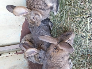 Vand iepuri belgian urias 