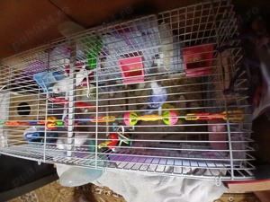 Vand papagali perusi perechea 200 ron in iasi - imagine 2