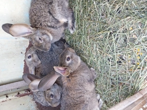 Vand iepuri belgian urias  - imagine 4