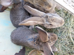 Vand iepuri belgian urias  - imagine 3