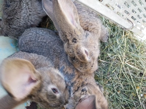 Vand iepuri belgian urias  - imagine 2