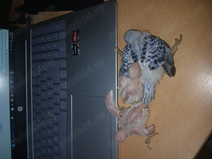 Vand papagali perusi perechea 200 ron in iasi - imagine 3