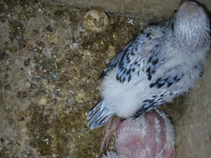 Vand papagali perusi perechea 200 ron in iasi