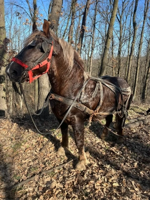 armăsar de vânzare  - imagine 5