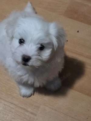 Pui bichon 8 saptamani 