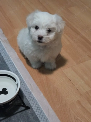 Pui bichon 8 saptamani  - imagine 2