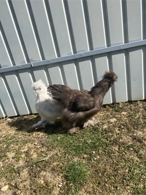 Puisori matase japoneza - imagine 3