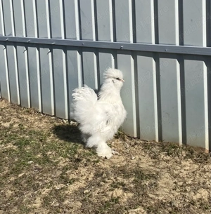 Puisori matase japoneza - imagine 2