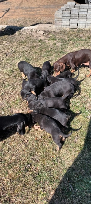 Teckeli de vanzare  - imagine 5