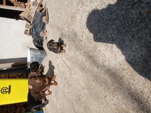 Teckeli de vanzare  - imagine 2