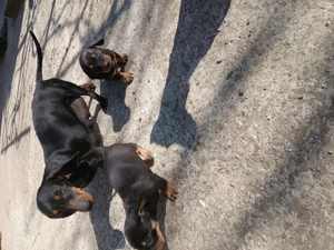 Teckeli de vanzare  - imagine 4