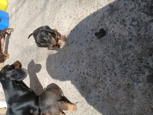 Teckeli de vanzare  - imagine 3