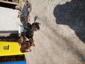 Teckeli de vanzare Suceava udești nr mobil  