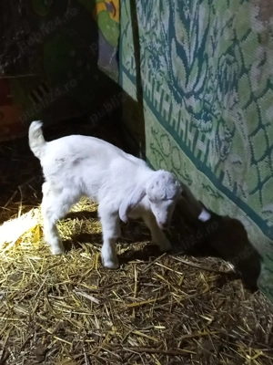 vând ieduțe anglo nubiene și metis - imagine 2