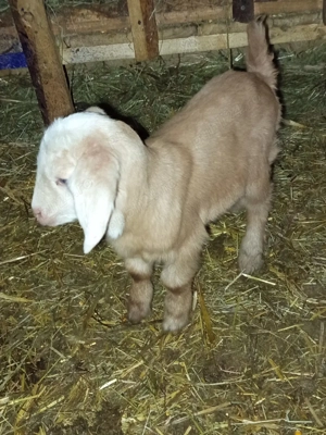 vând ieduțe anglo nubiene și metis - imagine 5