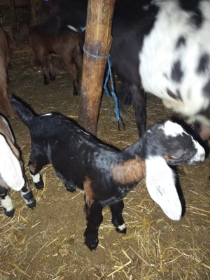 vând ieduțe anglo nubiene și metis - imagine 4