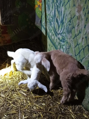 vând ieduțe anglo nubiene și metis - imagine 3