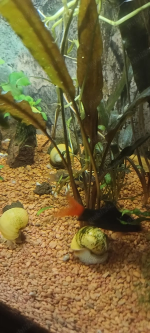 vand sau schimb urgent labeo bicolor  - imagine 4