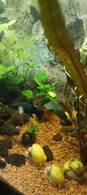 vand sau schimb urgent labeo bicolor  - imagine 3