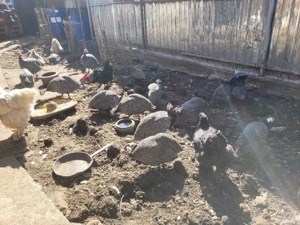 Vând bibilici frumoase - imagine 3