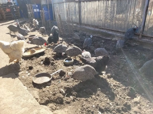 Vând bibilici frumoase - imagine 4