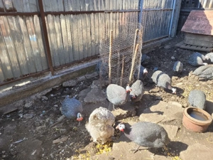 Vând bibilici frumoase - imagine 5