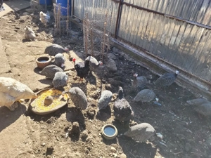 Vând bibilici frumoase - imagine 2