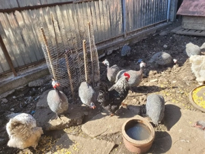 Vând bibilici frumoase