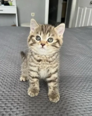 British Shorthair 