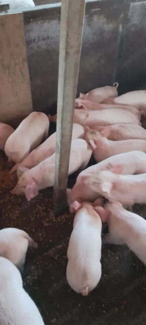  purcei landrace - imagine 5