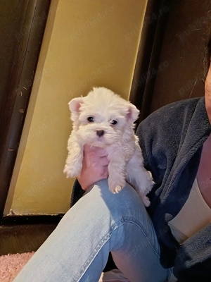 Puiuti Bichoni Maltese talie mica - imagine 2