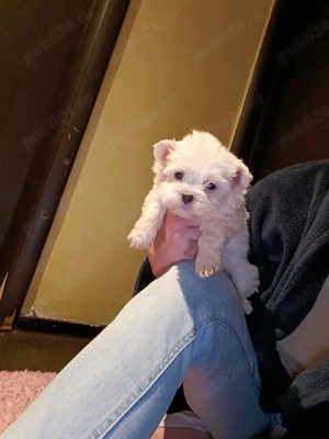 Puiuti Bichoni Maltese talie mica