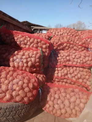 cartofi de sămânță 