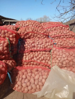 cartofi de sămânță  - imagine 3