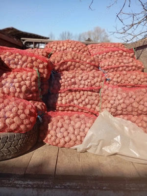 cartofi de sămânță 