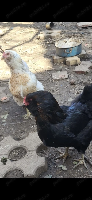 Vand oua incubat Ameraucana