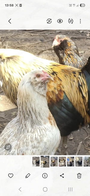 Vand oua incubat Ameraucana - imagine 4