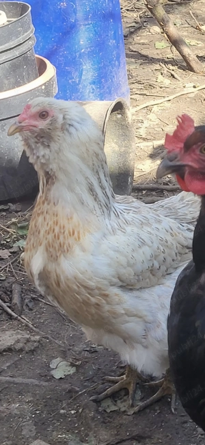 Vand oua incubat Ameraucana - imagine 3