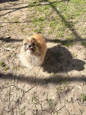 vand fetita pomeranian - imagine 2