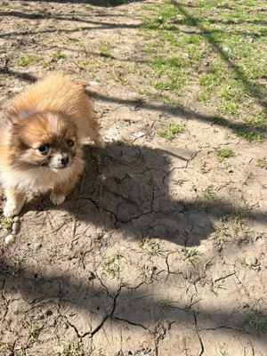 vand fetita pomeranian