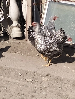 Găini australorp și wiandote argintiu - imagine 2