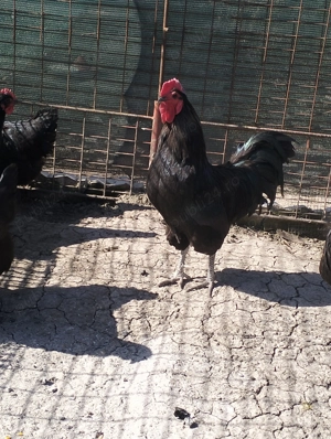 Găini australorp și wiandote argintiu - imagine 5