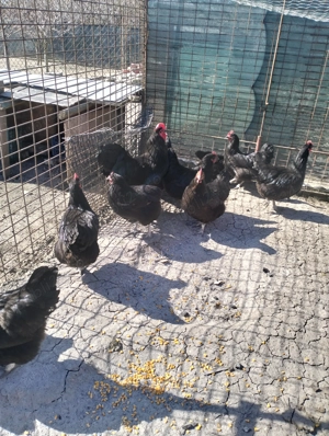 Găini australorp și wiandote argintiu - imagine 4