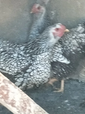 Găini australorp și wiandote argintiu - imagine 3